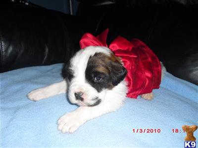 Puppies in AR